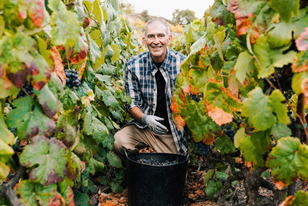 Senior farmer man collect grapes for wine production in vineyard during harvest time - Agriculture,